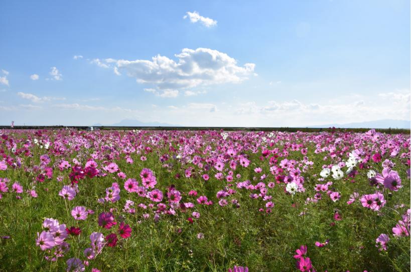 2025 佐賀空港コスモス祭りの画像