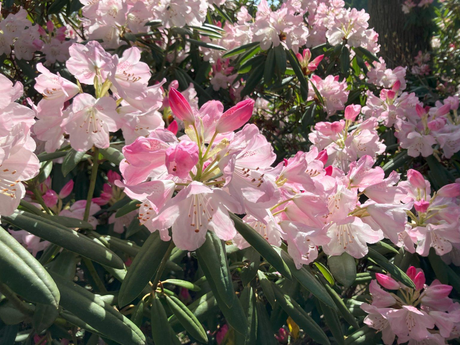 北山しゃくなげ園 開園の画像