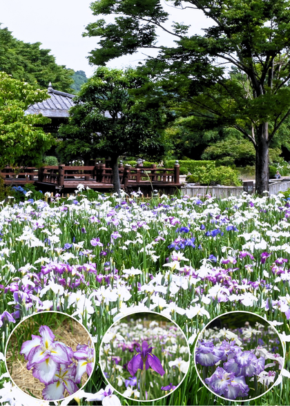 大和中央公園 花しょうぶ園 　5/20～開園の画像